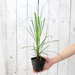 Set 5 Lemon Grass Live Plants for Outdoor Planting, Live Lemongrass Plants for Planting in Spring, Fragrant Herbs, 5-7 Inc Tall Starter