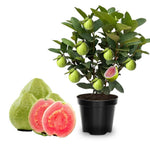 Sweet Guava Tree Live Plant, 2-3 Feet Tall in Gallon Pot, Grafted and Well Rooted, Ready to Bear Fruit, Large Guava Trees for Planting, 2-3 Years Old