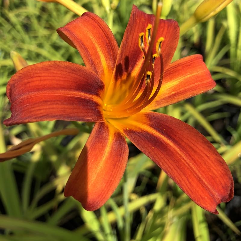 Set 10 Orange Daylily Bulbs for Planting, Hardy Perennial Lily Roots for Colorful Summer Blooms