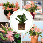 Christmas Cactus Plant, Thanksgiving Cactus in 4” Pot, Colorful Holiday Blooms, Indoor Gardens Growing (Peachy Christmas Cactus)