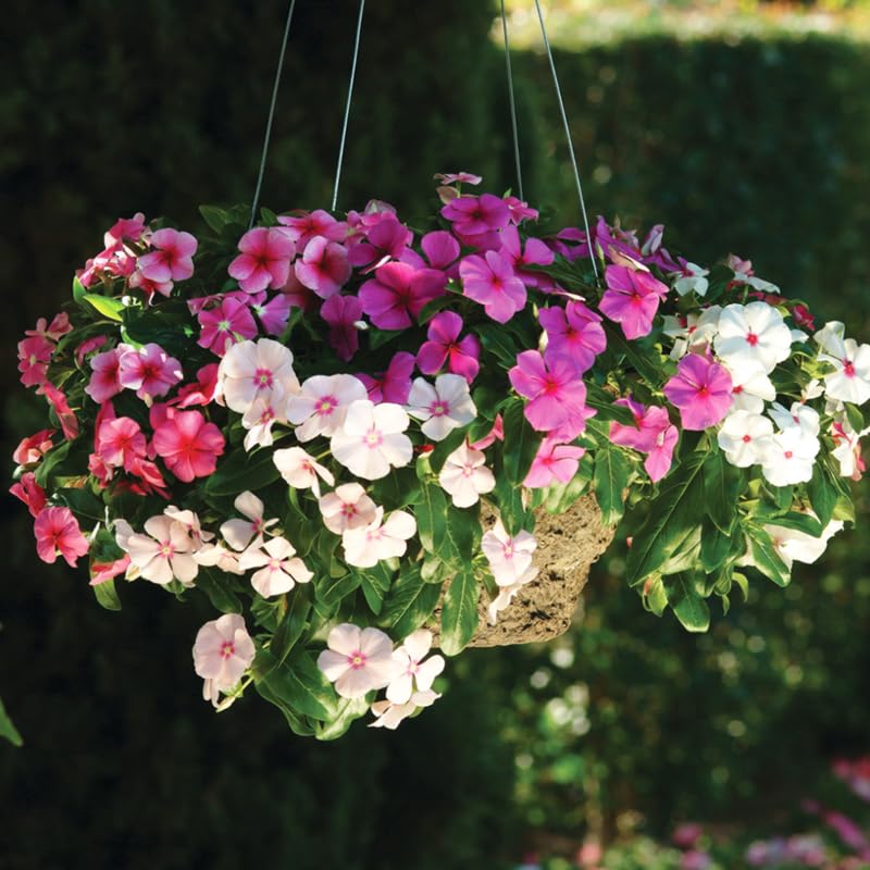 2 Mix Vinca Plants Live Ground Cover, 3-6" Tall Trailing Vinca Flowers for Garden Beds, Pots, Outdoor Landscaping, in Pot