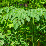 1 Moringa Tree Live Plant, Malunggay Plants Live, Drumstick Tree, Horseradish Herb Moringa Plants, 4 Inc Pot Size