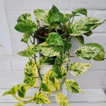 Pothos Live Plant, Live Pothos Plant, 4 to 6 Inches, House Plants Live for Growing Indoor and Outdoor, 4 Inc Potted (Golden)