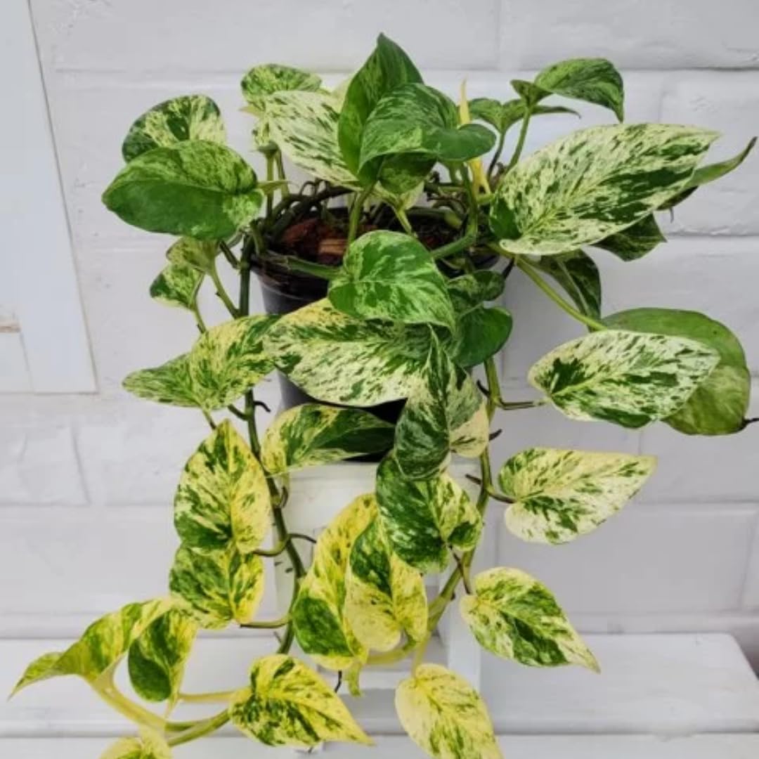 Pothos Live Plant, Live Pothos Plant, 4 to 6 Inches, House Plants Live for Growing Indoor and Outdoor, 4 Inc Potted (Golden)