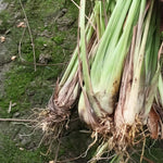 2 Lemon Grass Live Plant, Live Lemon Grass, Lemon Grass Plants, Lemongrass Plant, Live Lemongrass Plant