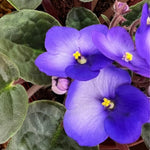 Blue White African Violet Live Plant, 4 Inch Pot African Violets Live Plant, Live Afican Violets Plants, Flowering African Violets Live Plants Indoor Garden, Perennial Live African Violet Plants