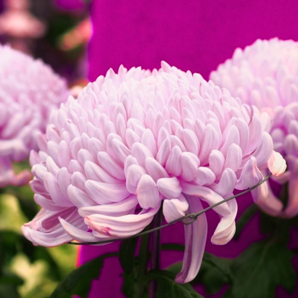 Chrysanthemum Flower Plant, Mums Plant Live, 5 to 7 Inc Tall Chrysanthemum Plants Live for Gardening Outdoor Indoor Planting, Double Pink Flower Mum Live Plant