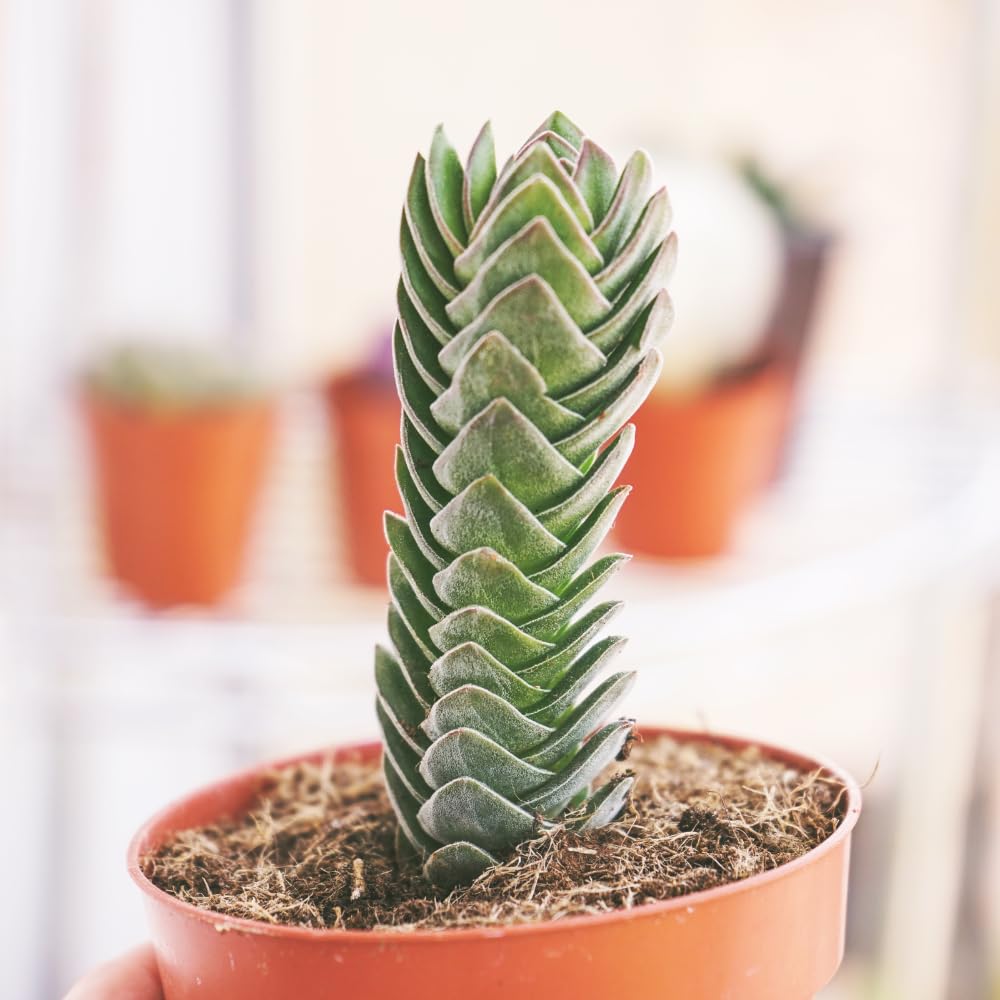 Live Succulent Crassula, Set 2 Crassula Well Rooted in 3.25 Inches Pot, Houseplant for Home Office Decor