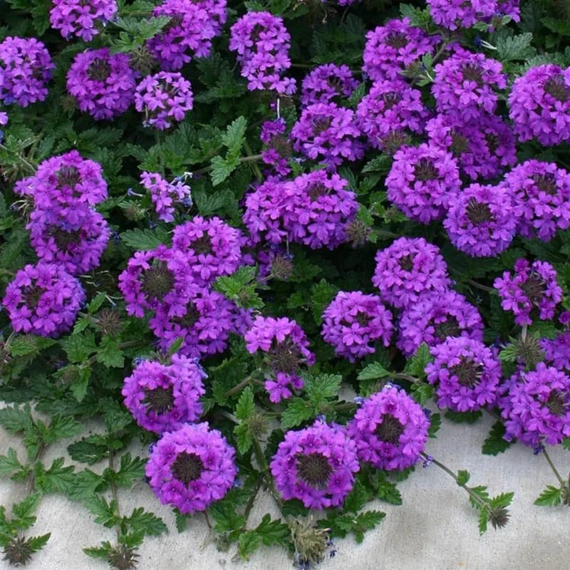2 Purple Verbena Plants Live, Perennial Ground Cover or Trailing Bushes Shrubs, 5-9 Inches Tall, Verbena Flower for Planting