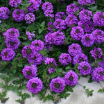 Sets 4 Perennial Verbena Live Plants Ground Cover or Trailing Potted, Purple Bloom, Outdoor Planting Spring
