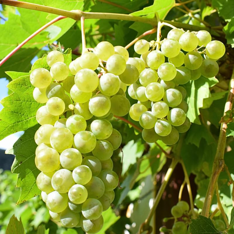 8 Green Grape Vine Cuttings, 8-12 Inches, Sweet Grape Fruits for Garden Planting, Outdoor Climbing Fruit Vine