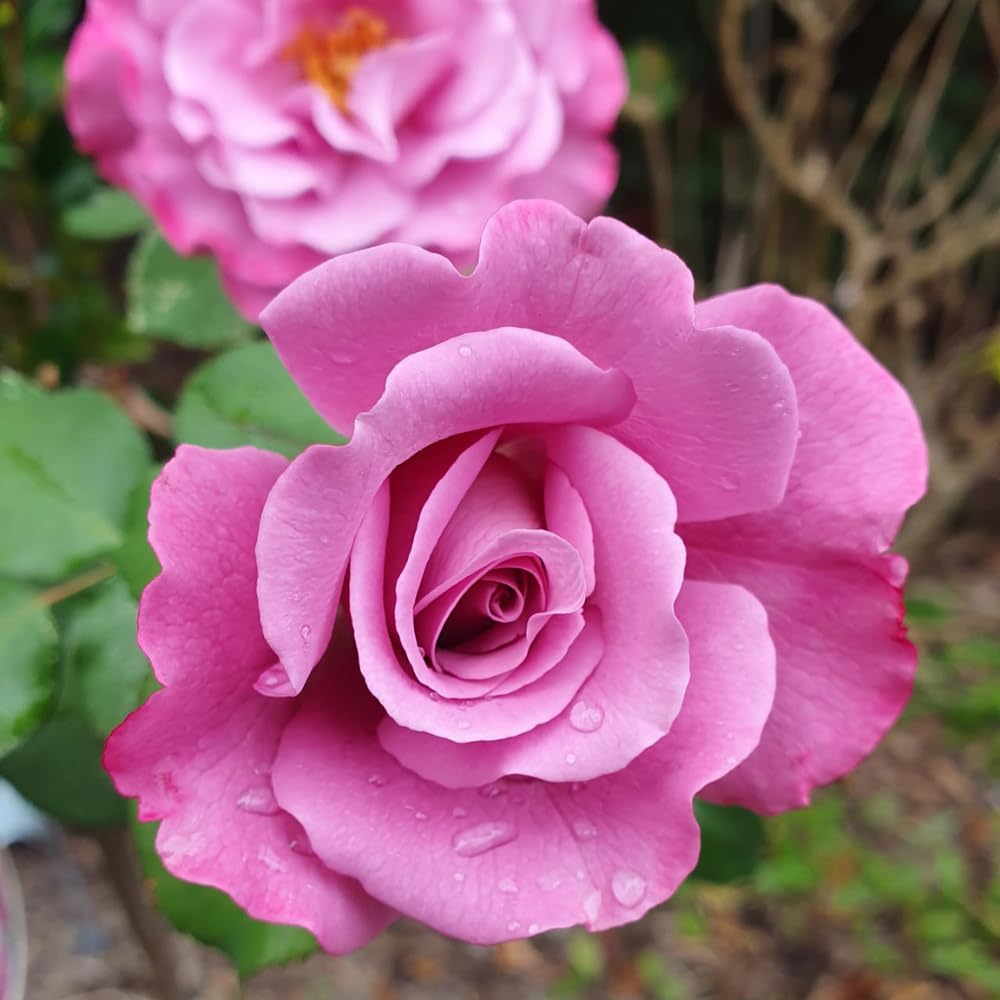 Rose Plant Live, Rose Bush Live Plant, Fragrant Flowers Ready to Plant, 5-9 Inch Height, Well-Rooted, No Pot (Purple Rose)