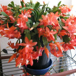 2 Orange Christmas Cactus Plants Live, Starter Holiday Cactus Plant for Indoor Outdoor Houseplants, Fasle and Easter Cactus Plants Like, Cold Hardy, 5-9" in Tall, No Pot
