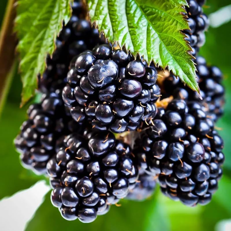 Pack 4 Thornless BlackBerry Plants Live, BlackBerry Bushes Live Plant, 5 to 8" Tall, Blackberries Fruit Trees Outdoor (Ouachita BlackBerry)