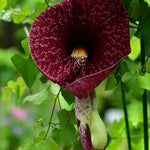 2 Dutchman Pipe Climbing Vines Plants Live, Rare Ornamental Vine, Hardy Tropical Foliage Flowers, 6 Months Old Plants