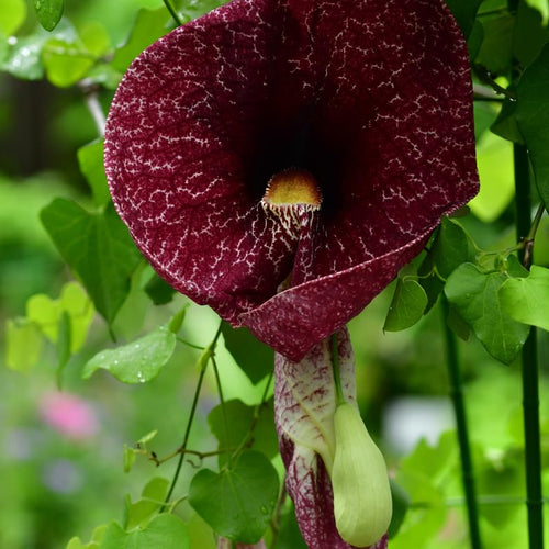2 Dutchman Pipe Climbing Vines Plants Live, Rare Ornamental Vine, Hardy Tropical Foliage Flowers, 6 Months Old Plants