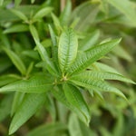 Set 2 of Lemon Verbena Plant Live, Fragrant Herb Shrub for Outdoor Gardening, Full Rooted from 2 to 5 Inches Tall