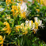 Set 6 Yellow White Honeysuckle Plants Cuttings, 8-10 Inches Tall Flower Honeysuckle Vine Plant Cutting for Planting, Unrooted