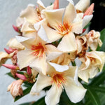 2 Salmon Oleander Plants Live, 5 to 7 Inc Tall, Oleander Flower Shrub Bush Live Plants