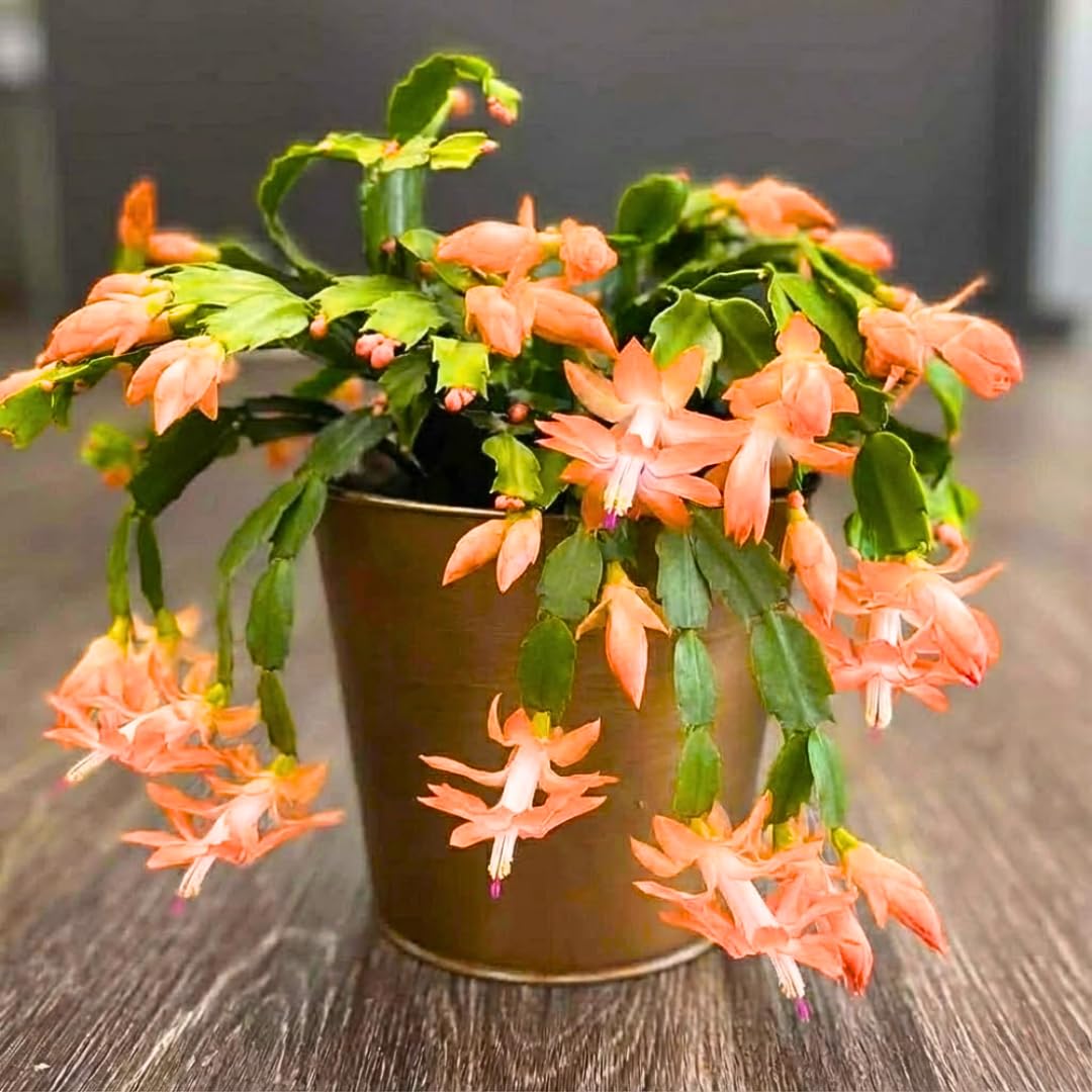 True Thanksgiving Cactus Plant Live in 4" Pot, Ready to Bloom, Holiday Christmas Cactus Plants Live, Vibrant Blooms (Peachy Yellow)