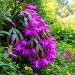 Christmas Cactus Plant Live, Starter Holiday Thanksgiving Cactus Plant for Indoor Outdoor Houseplants, Fasle Easter Cactus Plants Like, Cold Hardy, 5-9" in Tall (Purple)