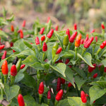 Sets 2 Chile Pequine Pepper Plants Live, Super Hot Peppers Live Plants, 90 Days Old Hot Chili Plant for Spring Planting