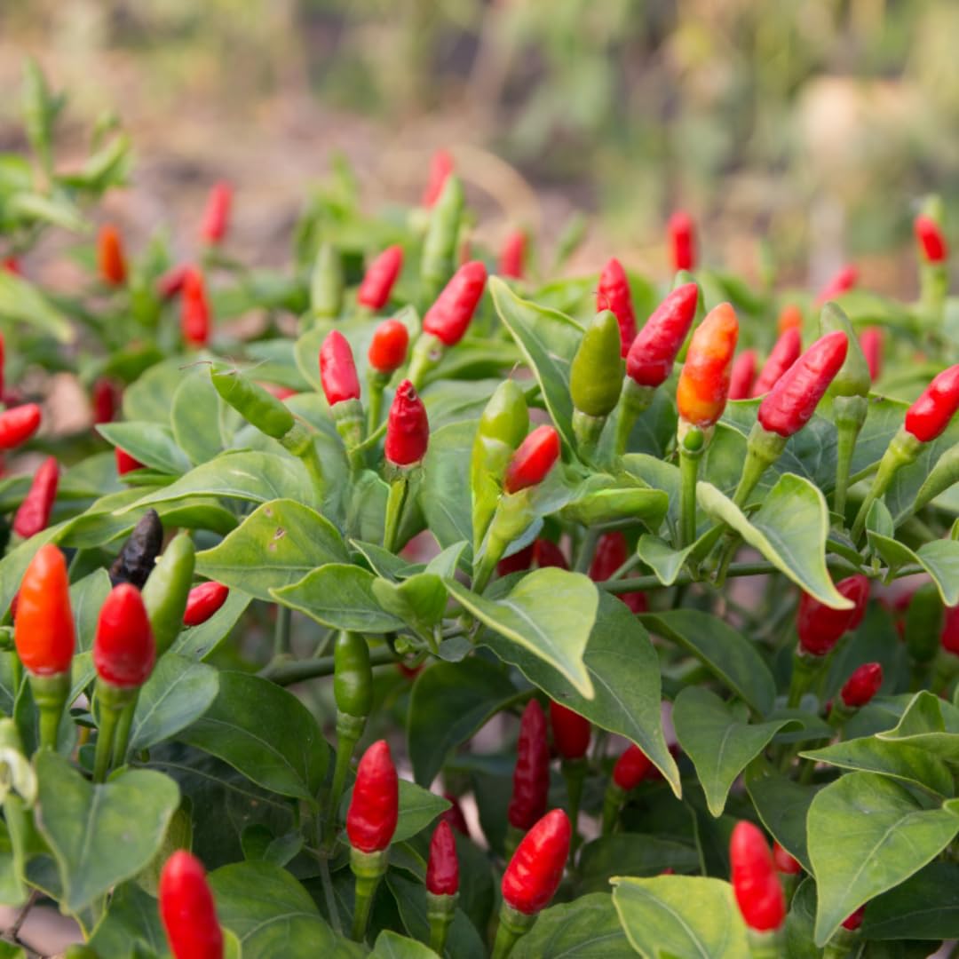 Hot Chile Pequine Pepper Plant Live, Hot Chili Pepper Live Plants for Growing, 80 Days Old Plants, 1 Plant per Pot