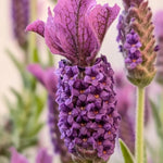 Lavender Live Plant, Lavender Plants, Perennial Purple Flowers, 4-7 inches in Height, 4 inch Pot for Planting