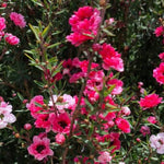 Leptospermum Tree Live Plant, 5 to 7 Inc Tall, Manuka Tea Tree Plant, Shrub Plants for Gardening