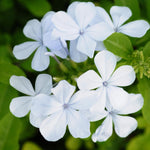 2 White Plumbago Plans, Live Plumbago Flowering Plant Well Rooted, 4 to 7 Inches