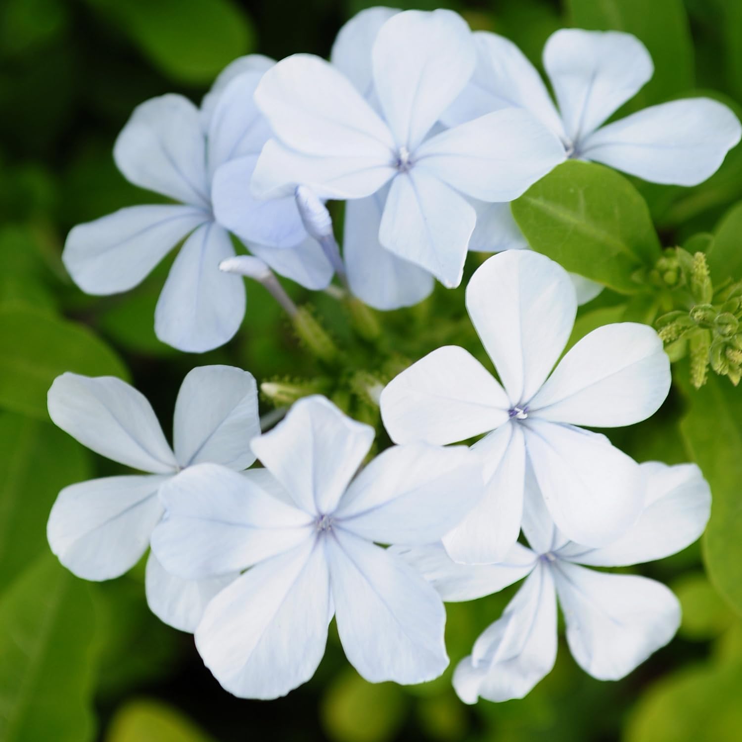 2 White Plumbago Plans, Live Plumbago Flowering Plant Well Rooted, 4 to 7 Inches