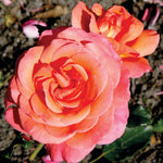 Rose Plant Live, Hybrid Tea Rose Bush Live Plant, 5-9 Inch Tall, Fragrant Flowers Shrub Ready to Plant Outdoor, No Pot, Well-Rooted (Color Rose)