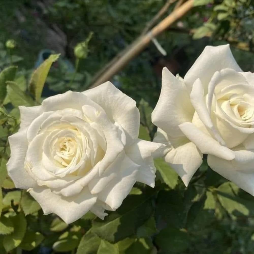 Rose Plant Live, Rose Bush Live Plant, Fragrant Flowers Ready to Plant, 5-9 Inch Height, Well-Rooted, No Pot (White Rose)