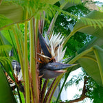 Bird of Paradise Plant Live, White Bird of Paradise Live Plant from 9 to 12 Inches Tall, Flower Bush Plant