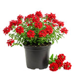 Verbena Plants Live, Verbena Plant from 4-8 Inches Tall, Long Blooming Outdoor Flower Plant for Garden Beds, Hanging Baskets and Containers (Red)