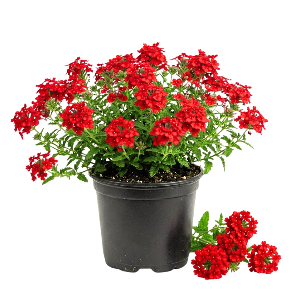 Verbena Plants Live, Verbena Plant from 4-8 Inches Tall, Long Blooming Outdoor Flower Plant for Garden Beds, Hanging Baskets and Containers (Red)