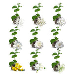 3 Climbing Jasmine Live Plants for Indoor Outdoor Planting, Assorted Jasmine Plants Live, Fragrant, 5-8" in Tall, Hardy