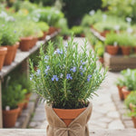 Rosemary Live Plant, 8 Months Old Rosemary Potted 6 to 8'' Tall, Fragrant Herb Plant for Outdoor Planting, 2 Plants per Pot