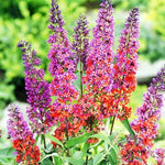 Pack of 2 Mixed Butterfly Bush Live Plant, Fragrant Buddleia Shrub, 4-9 Inch Height, Vibrant Blooms for Landscaping