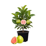 Pink Guava Plant Live 4-8 Inch Tall, Sweet Tropical Guava Fruit Tree Seedling, Garden and Container Growing