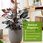 1 Random Philodendron Plant Live, Rare Tropical Variegated Live Indoor Houseplant, Starter Plants No Pot, 5-9" in Tall