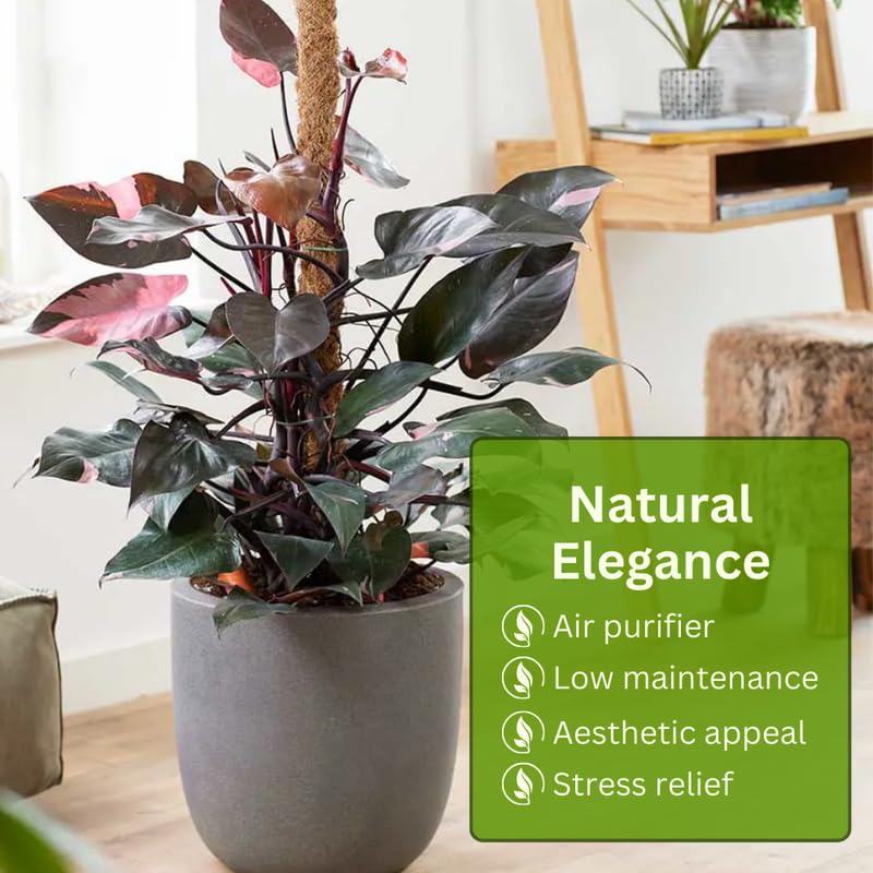 1 Random Philodendron Plant Live, Rare Tropical Variegated Live Indoor Houseplant, Starter Plants No Pot, 5-9" in Tall