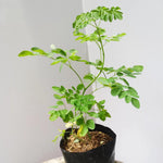 1 Year Old Moringa Trees Live Plants, 1-1.5 Feet Moringa Oleifera Malunggay Horseradish Trees, Cold Hardy for Outdoor Garden, Zones 4-9, Well-Rooted Plant in Pot