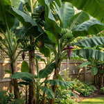 Grand Nain Banana Tree Live Plant, Edible Fruit, 4-6" Tall