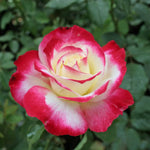 Rose Bush Live Plant, 5-9 Inch Tall, Fragrant Rose Flowers Tree, Well-Rooted Ready to Plant Outdoor Indoor (Delight Rose)