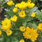 Chrysanthemum Flower Plant, Yellow Mums Plant Live for Gardening Outdoor, 5 to 7 Inc Tall Well Rooted Mum Live Plant