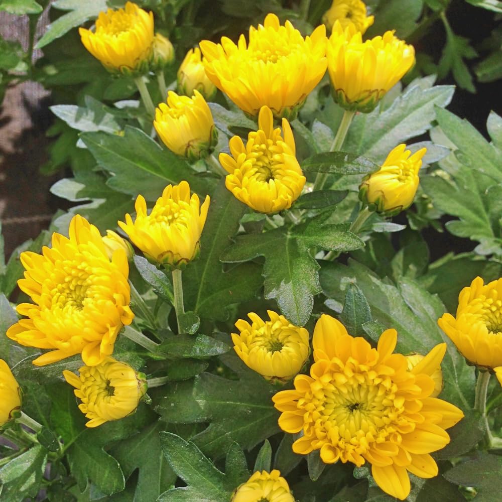 Chrysanthemum Flower Plant, Yellow Mums Plant Live for Gardening Outdoor, 5 to 7 Inc Tall Well Rooted Mum Live Plant