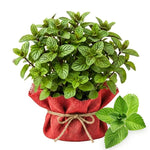 2 Peppermint Plants Live Clumps Potted, Size 5-9" in Tall, Fresh Mints Herb for Indoor Outdoor Growing, Culinary Gardening, Cold Hardy and Fast-Growing