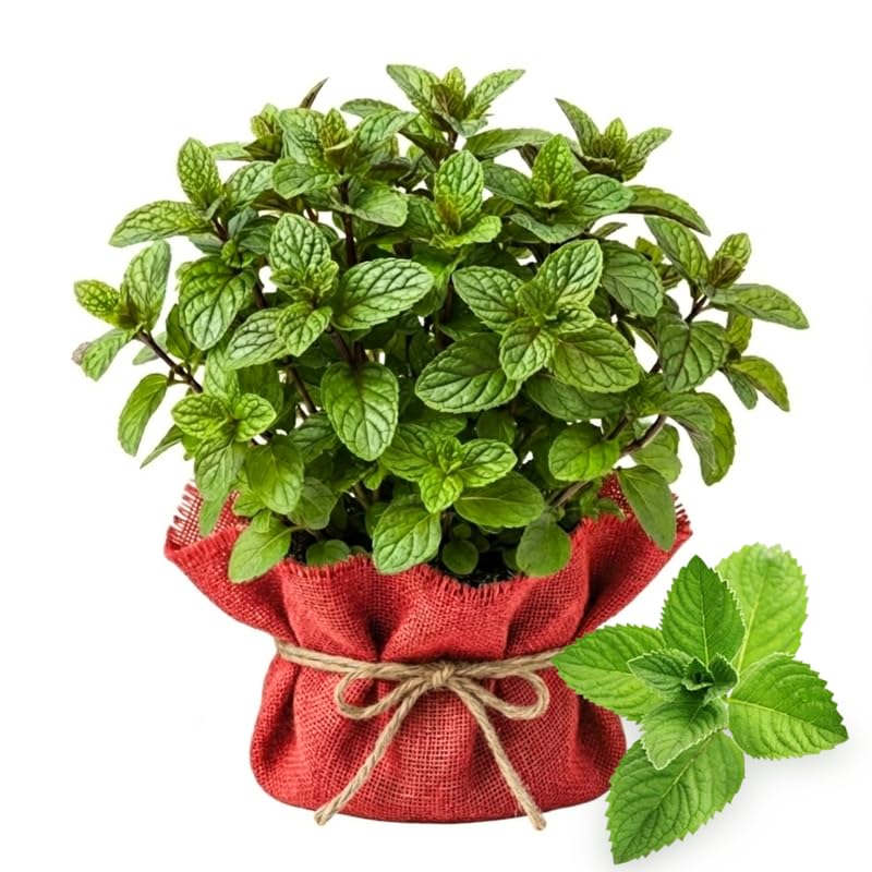 2 Peppermint Plants Live Clumps Potted, Size 5-9" in Tall, Fresh Mints Herb for Indoor Outdoor Growing, Culinary Gardening, Cold Hardy and Fast-Growing