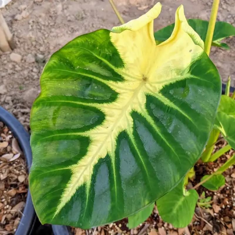 Combo 3 Yellow Green Colocasia Live Plants, Elephant Ear Esculenta Taro, 5 to 8" in Tall, Alocasia Live Plant for Planting, Live Houseplant Colocasia Plant